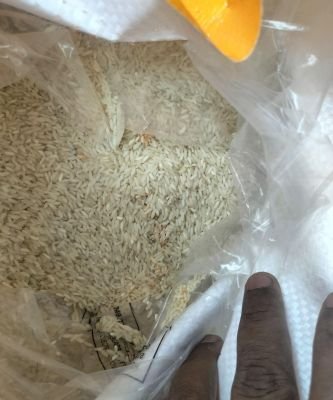 Damaged Stock of Rice